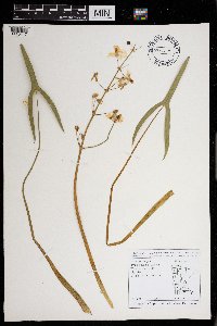 Sagittaria latifolia image