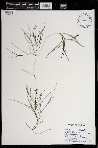 Stuckenia pectinata image