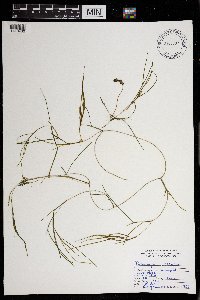 Stuckenia pectinata image