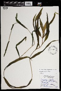 Potamogeton illinoensis image
