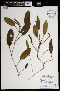 Potamogeton nodosus image