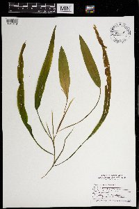 Potamogeton nodosus image