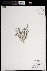 Stuckenia pectinata image