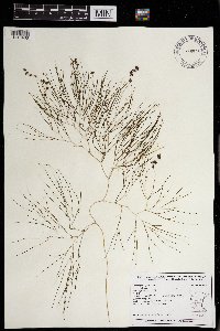 Stuckenia pectinata image