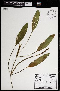 Potamogeton nodosus image