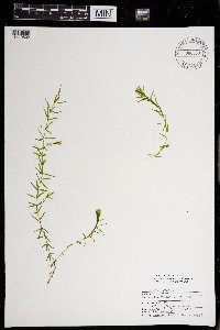 Elodea nuttallii image