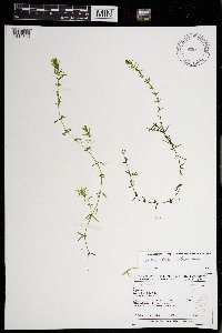 Elodea canadensis image