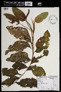 Potamogeton amplifolius image