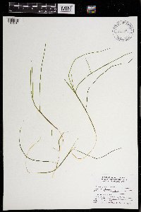 Stuckenia pectinata image