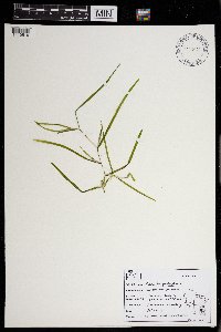 Potamogeton zosteriformis image