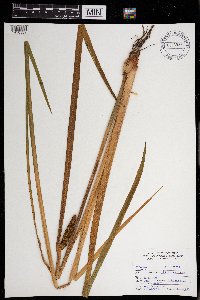 Acorus americanus image