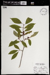 Ilex verticillata image