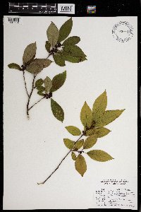 Ilex verticillata image