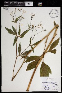 Cryptotaenia canadensis image