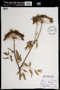 Cicuta maculata image