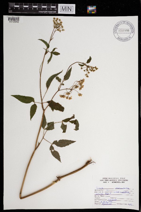 Cicuta maculata image