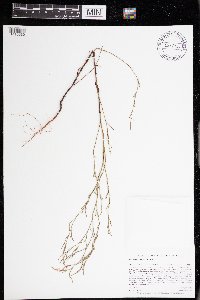 Polygonella articulata image