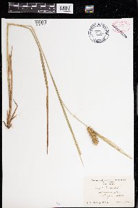Carex lurida image