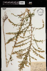 Media resource of Symphyotrichum racemosum