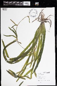 Vallisneria americana image