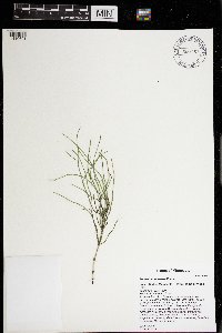 Equisetum pratense image