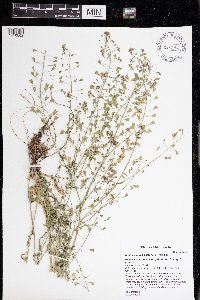 Capsella bursa-pastoris image
