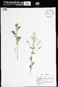 Barbarea vulgaris image