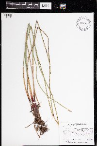 Eleocharis palustris image