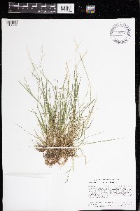 Torreyochloa pallida var. fernaldii image