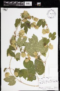 Humulus lupulus image