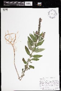 Teucrium canadense image