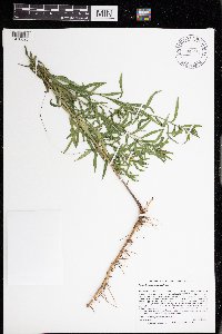 Euthamia gymnospermoides image