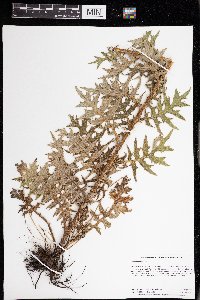 Cirsium muticum image