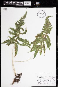 Phegopteris connectilis image