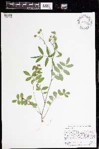 Polemonium reptans image