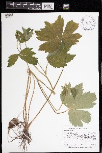 Ranunculus recurvatus image