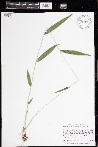 Brachyelytrum aristosum image