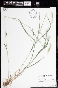 Elymus villosus image