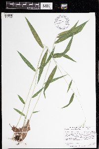 Brachyelytrum aristosum image