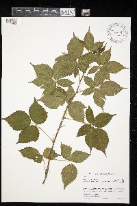 Rubus superioris image