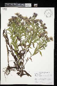 Canadanthus modestus image