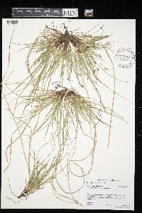 Carex tonsa var. tonsa image