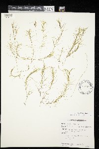 Najas flexilis image