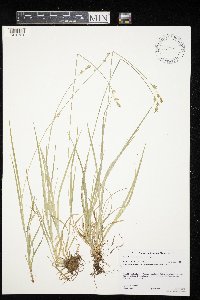 Carex deweyana var. deweyana image