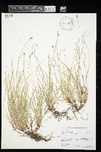 Carex peckii image