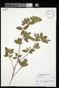 Amelanchier bartramiana image