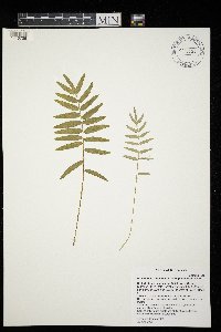 Polemonium occidentale image
