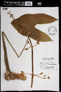 Sagittaria latifolia image