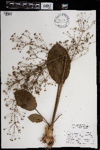 Alisma plantago-aquatica image