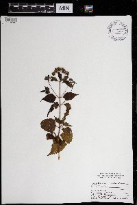 Image Associated With the Occurrence